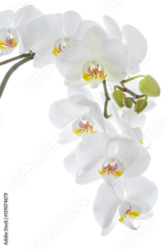 White orchid flower hanging