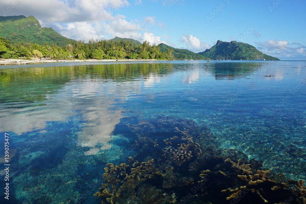 French Polynesia Huahine island coastal landscape seen from the lagoon with corals in shallow water below sea surface, south Pacific ocean
