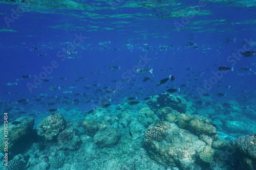 Tropical fish schooling (mostly short-nosed unicornfish) underwater at the edge of a coral reef barrier, Rangiroa, Tuamotu, Pacific ocean, French Polynesia   © dam