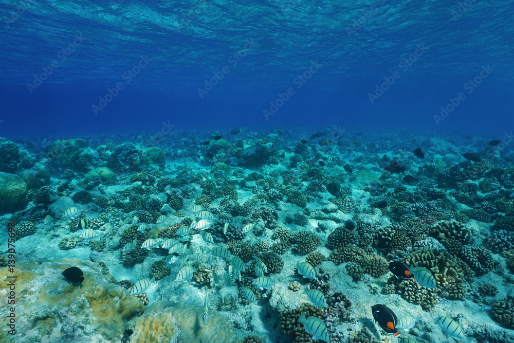 Underwater Pacific ocean floor clear water with fish and corals, natural scene, Atoll of Rangiroa, Tuamotu, French Polynesia
