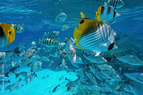 Pacific ocean tropical shoal of fish underwater with snapper, damselfish and butterflyfish close to water surface, French Polynesia, atoll of Rangiroa,Tuamotu 