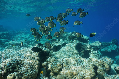 Fototapeta Naklejka Na Ścianę i Meble -  Underwater life a school of fish whitespotted surgeonfish, Acanthurus guttatus, over a coral reef, Rangiroa, Tuamotu, Pacific ocean, French Polynesia
