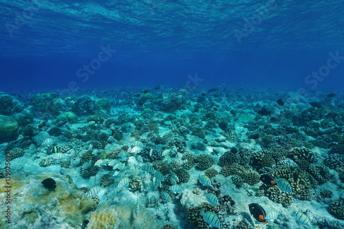 Fototapeta Naklejka Na Ścianę i Meble -  Underwater Pacific ocean floor clear water with fish and corals, natural scene, Atoll of Rangiroa, Tuamotu, French Polynesia

