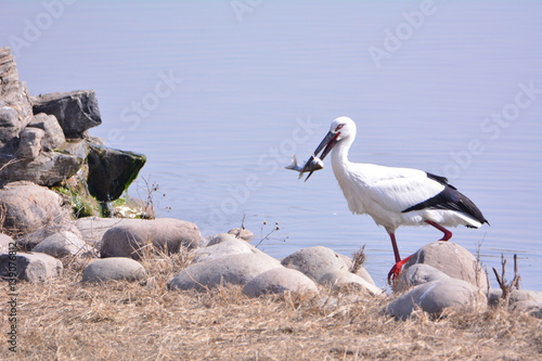 The Oriental White Stork
