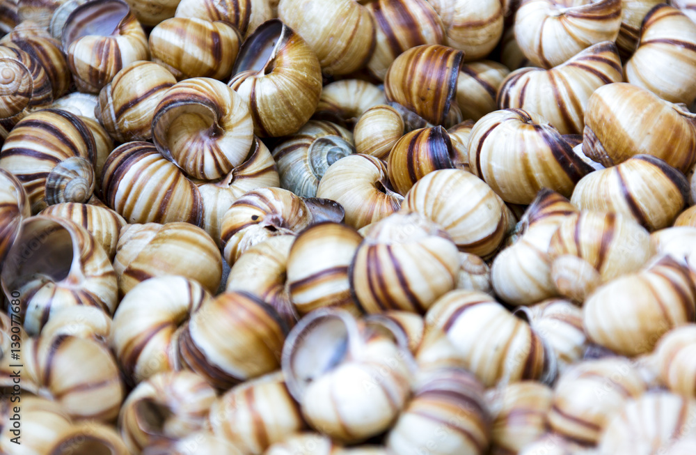 Snail shells Snail shells