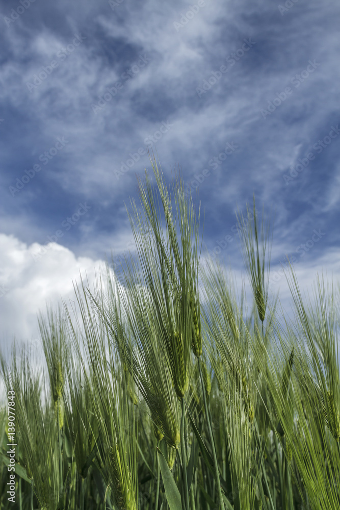 ripening wheat against the sky ripening wheat against the sky