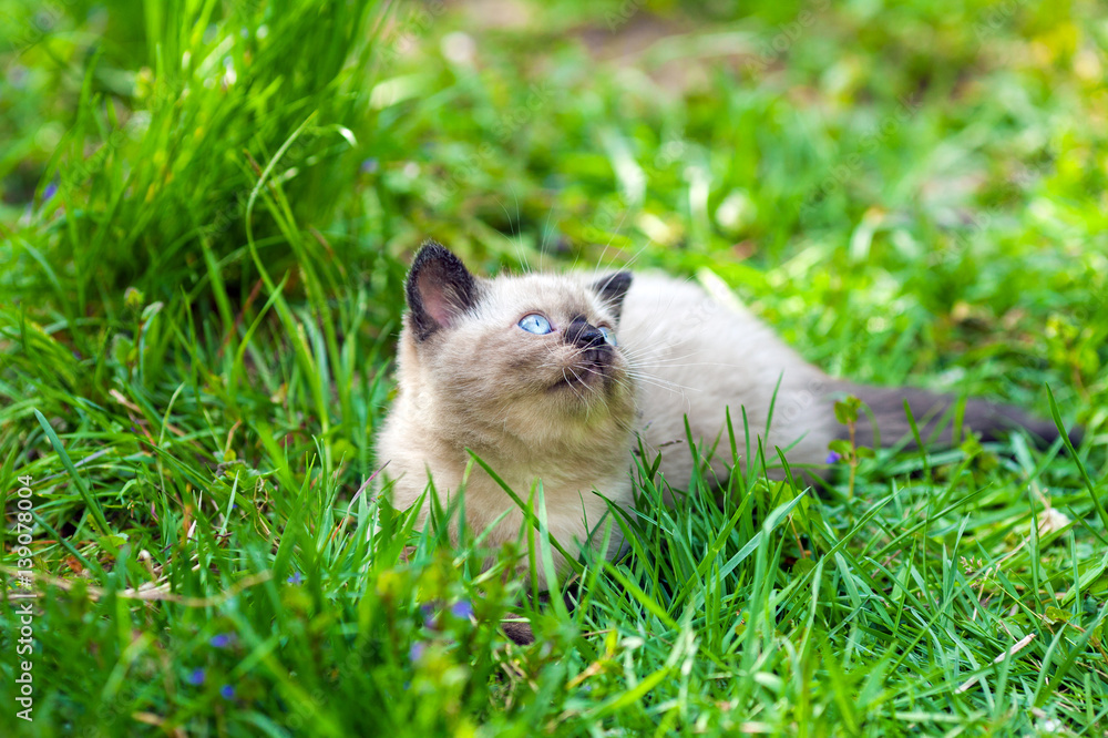 Cute little siamese kitten lying in a grass