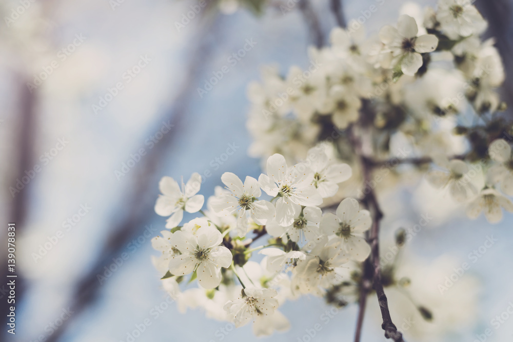 Flowers of blossom tree