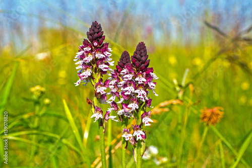 Brandknabenkraut photo