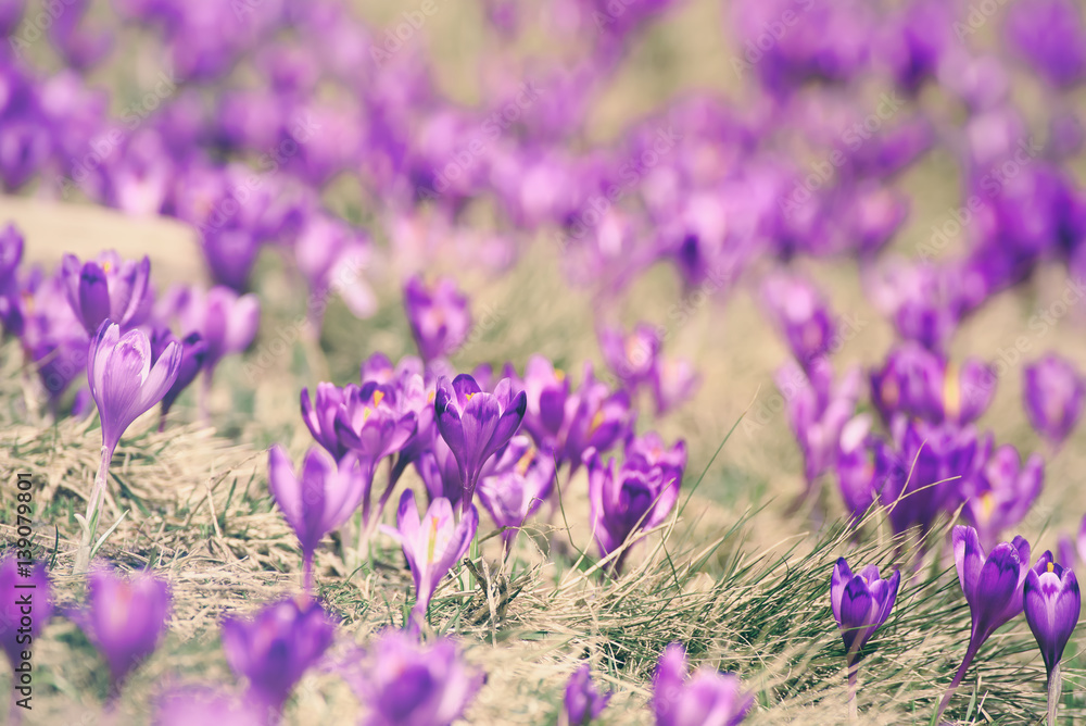 Naklejka premium Beautiful violet crocuses flower growing on the dry grass, the first sign of spring. Seasonal easter background.