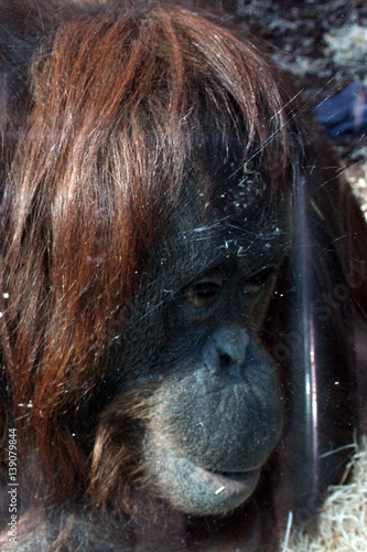 Portrait orangutans in the zoo cage