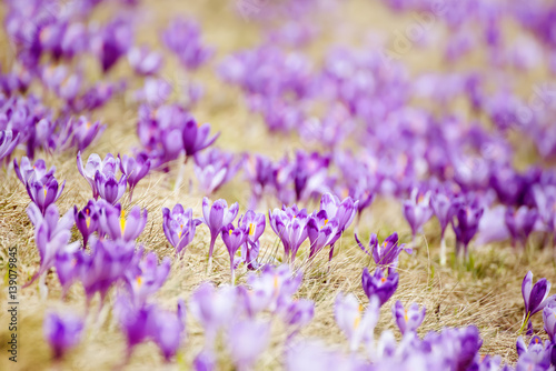 Beautiful violet crocuses flower growing on the dry grass  the first sign of spring. Seasonal easter background.