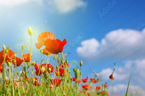Fototapeta Naklejka Na Ścianę i Meble -  Poppies field in rays sun.