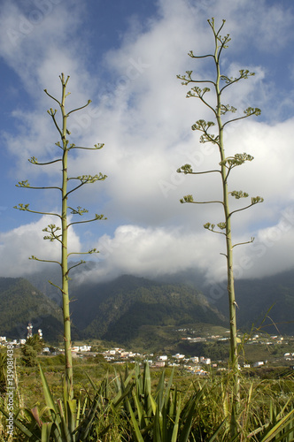 Agave plant photo