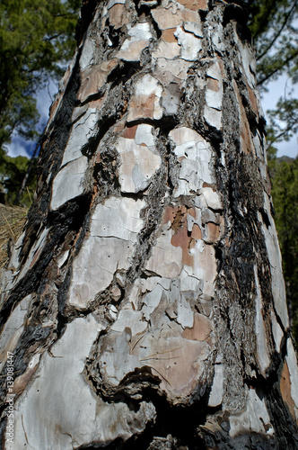 bark pine tree