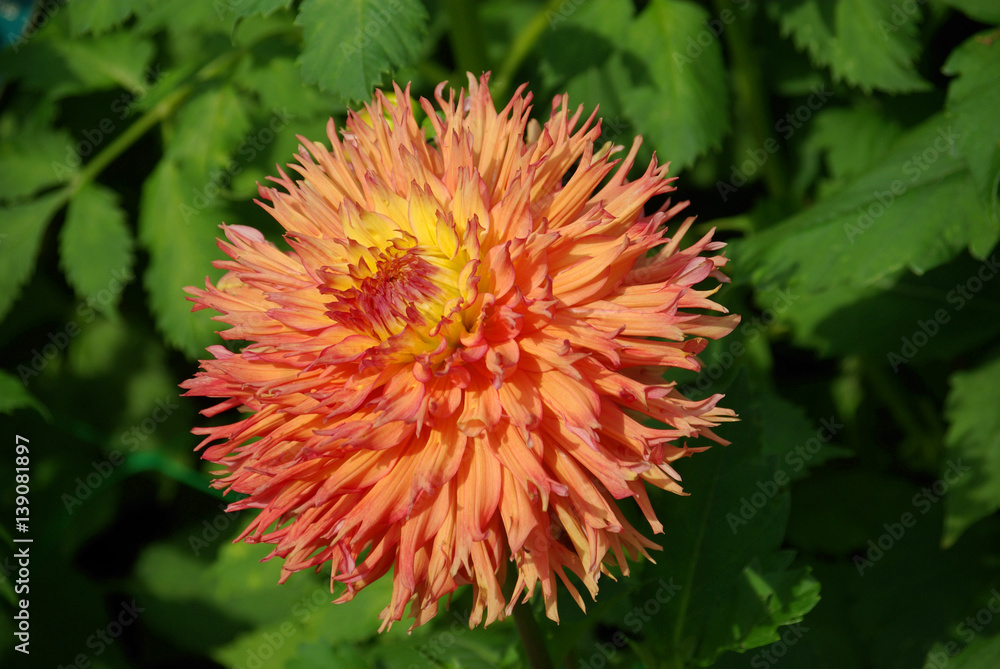 Dahlia cactus orange au jardin en été Dahlia cactus orange au jardin en été