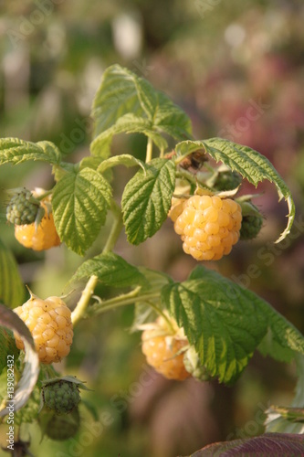 Rubus idaeus Golden Everest 8