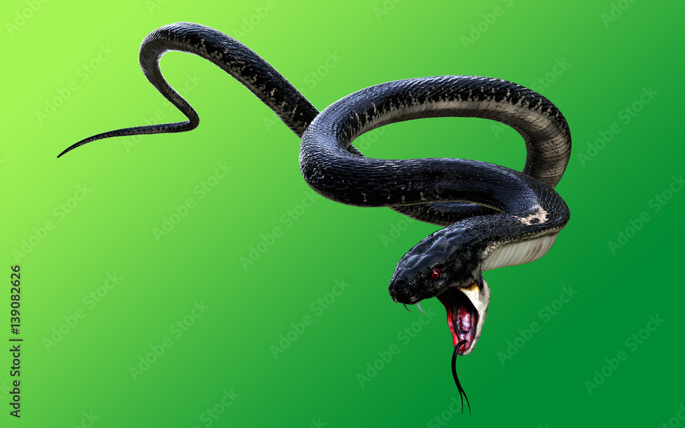 Naklejka premium 3d King Cobra Black Snake Najdłuższy na świecie jadowity wąż izolowany na zielonym tle, kobra królewska ilustracja 3d, kobra królewska renderowanie 3d