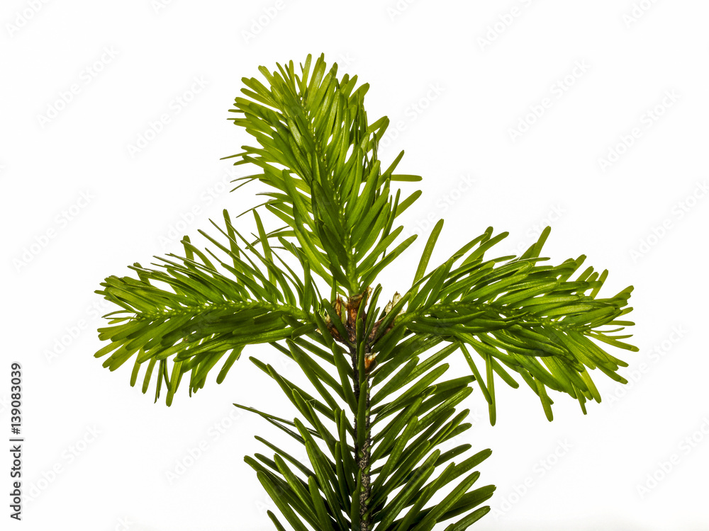 Spruce Spruce
