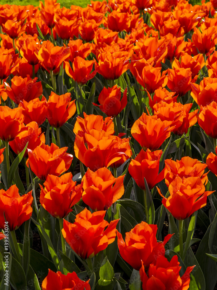 Red tulips Red tulips