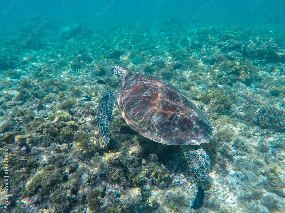 Green sea turtle in turquoise lagoon. Green turtle in sea water.