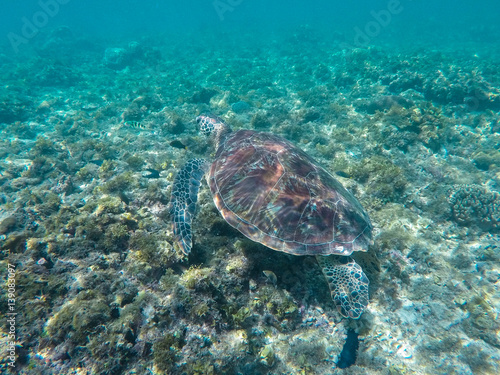 Green sea turtle in turquoise lagoon. Green turtle in sea water.