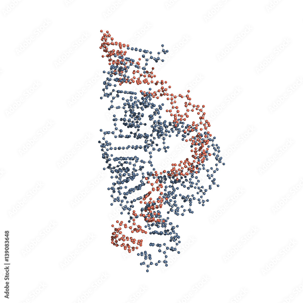 Hammerhead ribozyme is an RNA molecule that catalyzes targeted RNA cleavage and has therapeutic potential. Ball-and-stick model of the full-length form. Hammerhead ribozyme is an RNA molecule that catalyzes targeted RNA cleavage and has therapeutic potential. Ball-and-stick model of the full-length form.