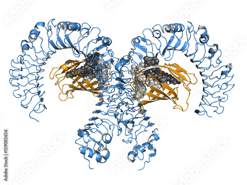 Toll-like receptor (TLR4) bound to MD2 (orange) and LPS (lipopolysaccharide; grey). Proteins shown as cartoon, space-filling model of LPS.