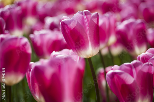 Garden  flower background  tulips