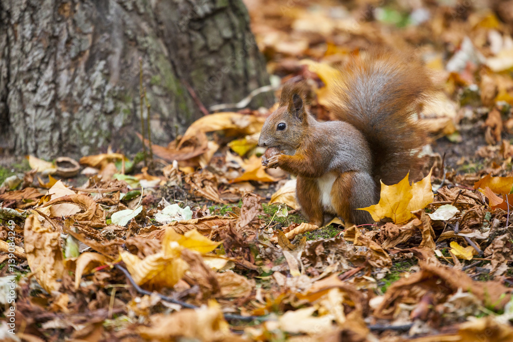 A wild squirel captured in a cold sunny autumn day A wild squirel captured in a cold sunny autumn day