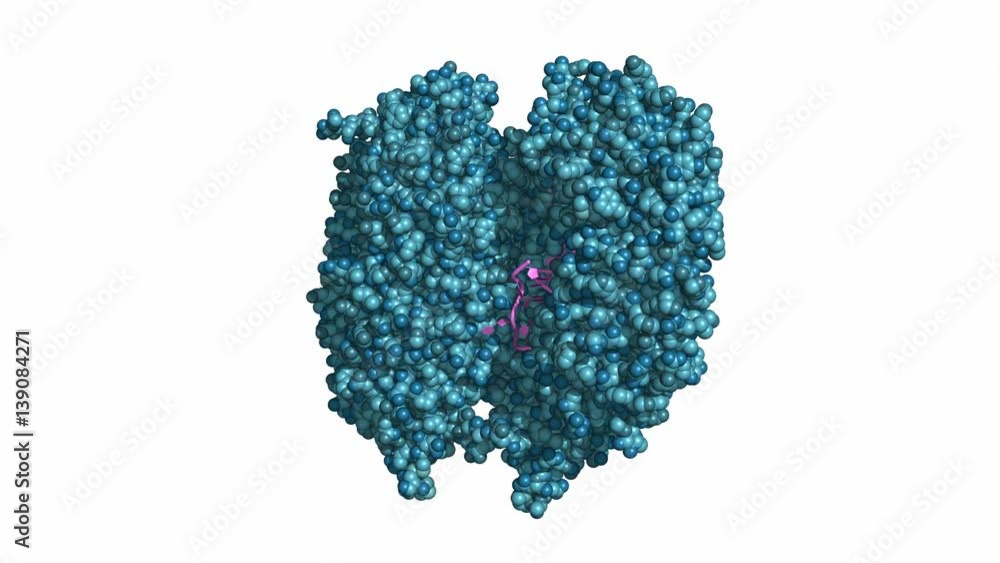 Toll-like receptor 13 (TLR13) in complex with bacterial single-stranded RNA, rotating space-filling model, seamless loop Toll-like receptor 13 (TLR13) in complex with bacterial single-stranded RNA, rotating space-filling model, seamless loop