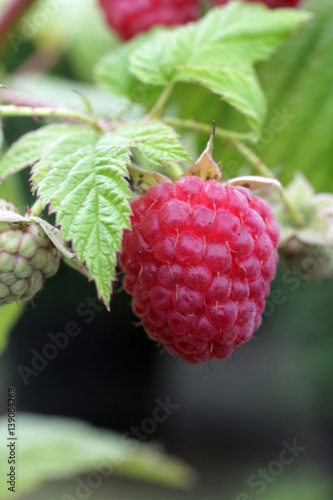 Rubus idaeus Polka 6