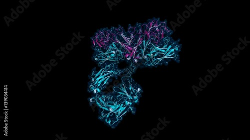 IgG antibody, rotating cartoon model with semi-transparent surface, seamless loop