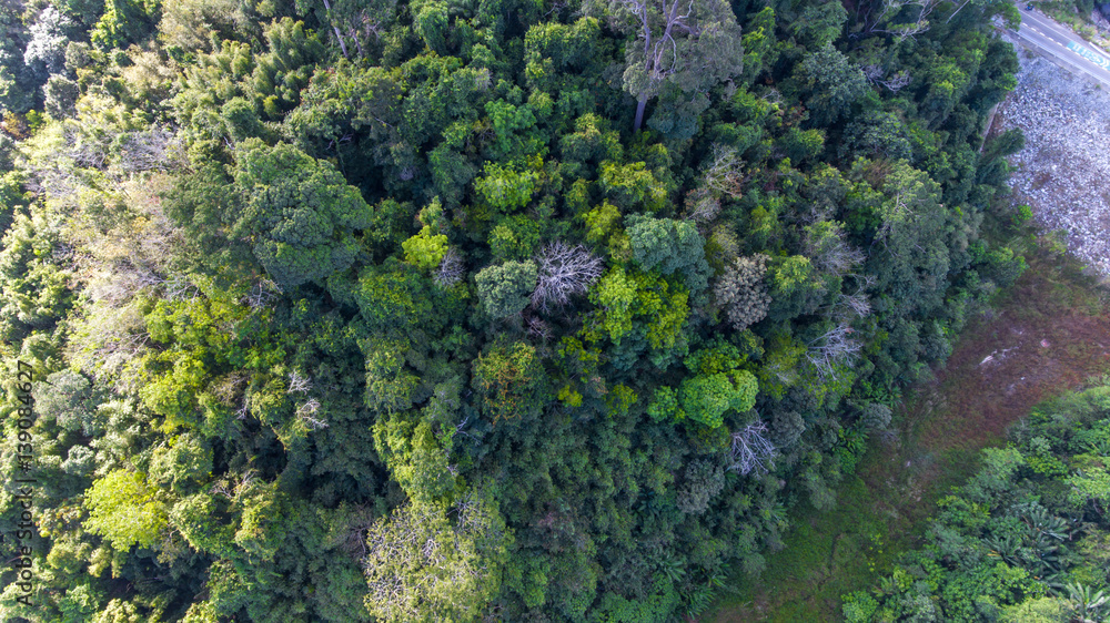 Aerial View of tree in moutain