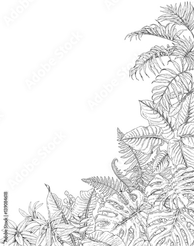 Tropical  Plants Corner Background