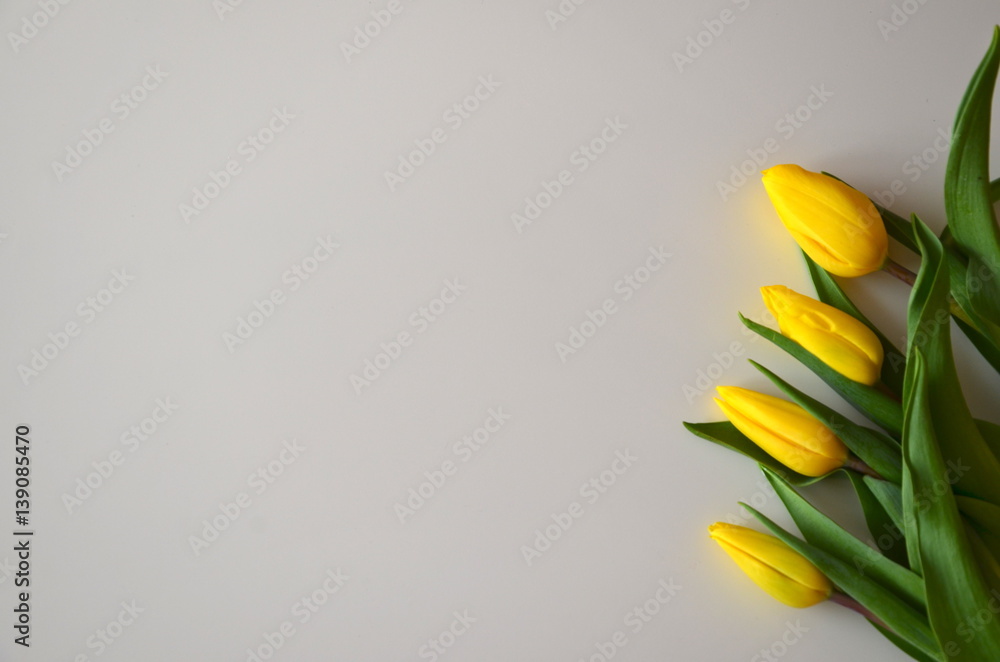 Fototapeta premium żółte tulipany na białym tle