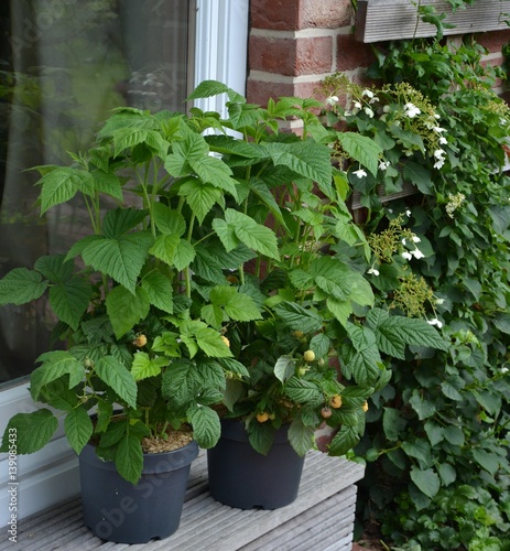 gelbe Himbeeren auf der Terrasse photo