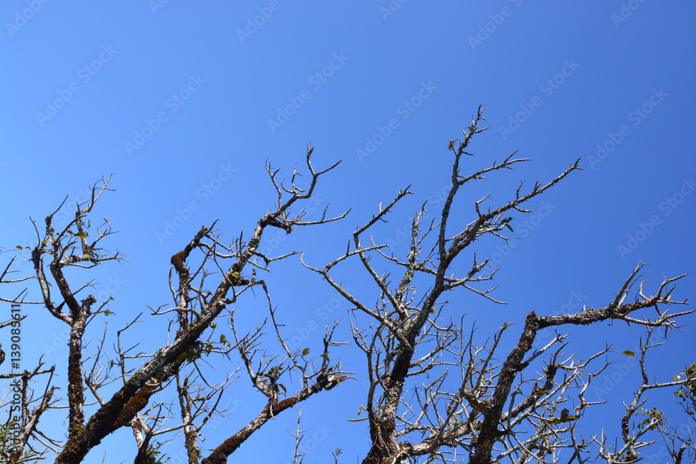 Dead tree with branches and no leaves Dead tree with branches and no leaves