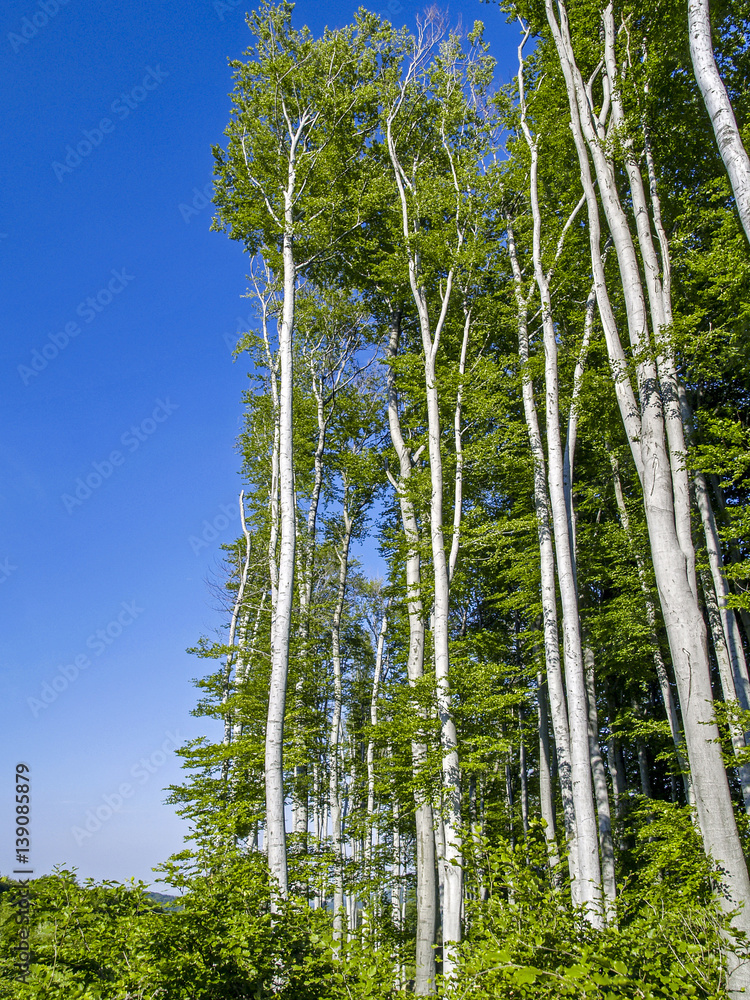Fototapeta premium Beech trees in the middle of clear cutting