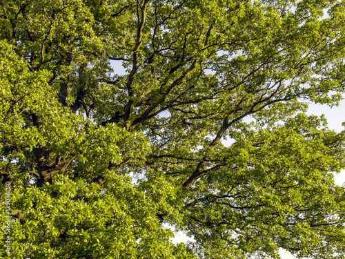 Old oak-tree