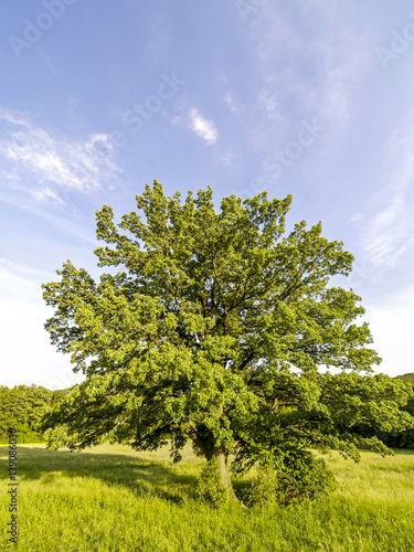 Old oak-tree, Austria, Vienna, Wienerwald, Exelberg