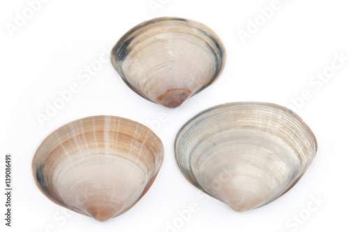 Fotografie, Tablou Surf clams