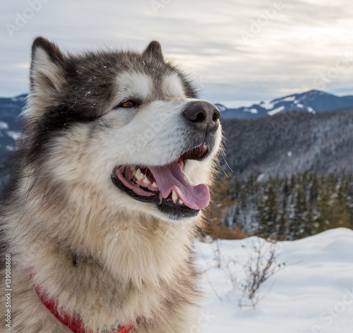 Malamute in winter mountains