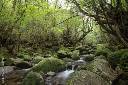 Mountain stream in Moss forest, Shiratani Unsuikyo, Yakushima Island, natural World Heritage Site in Japan