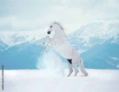Fototapeta Naklejka Na Ścianę i Meble -  White reared horse on snow on mountains background