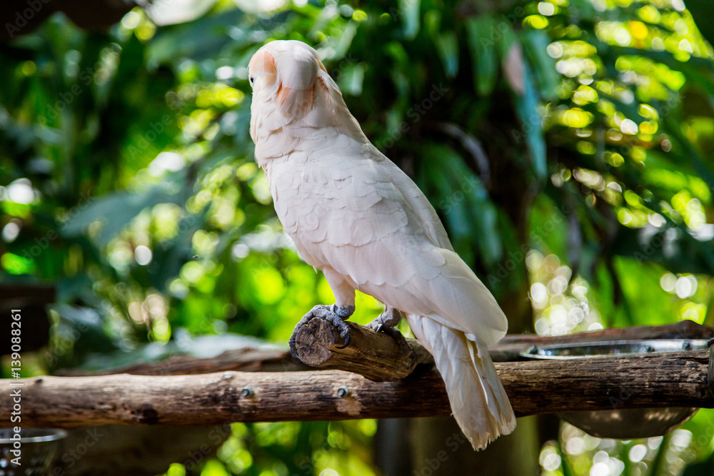 Lovely cockatoo is sitting on a branch. close up Lovely cockatoo is sitting on a branch. close up