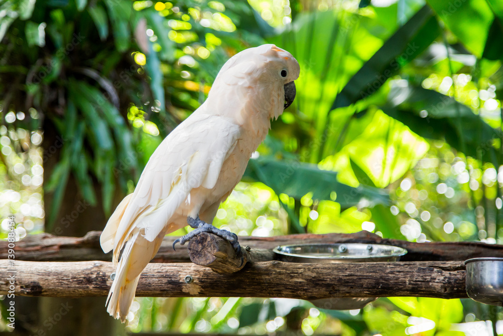 Lovely cockatoo is sitting on a branch. close up Lovely cockatoo is sitting on a branch. close up