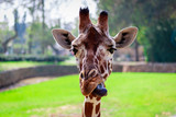 a giraffe pulling her tounge at the israeli safari