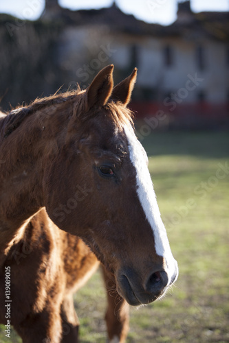 cavallo