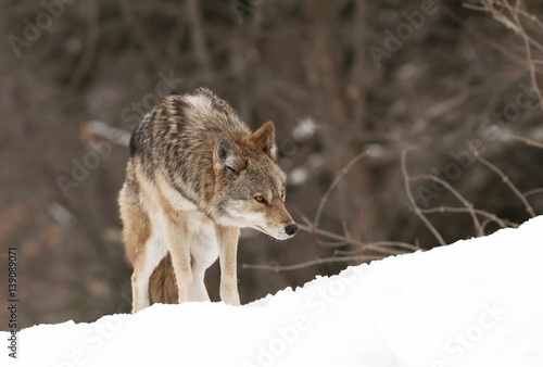 A lone Coyote walking in the winter snow in Canada